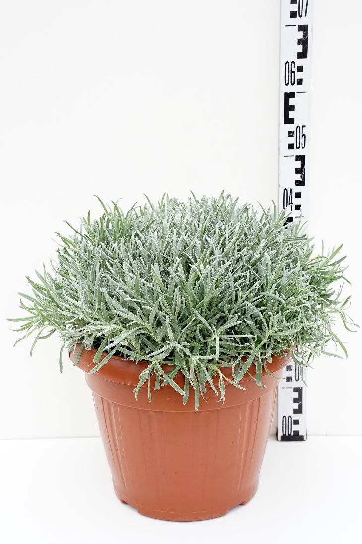 Lavandula officinalis 35 cm kruka (Buske)