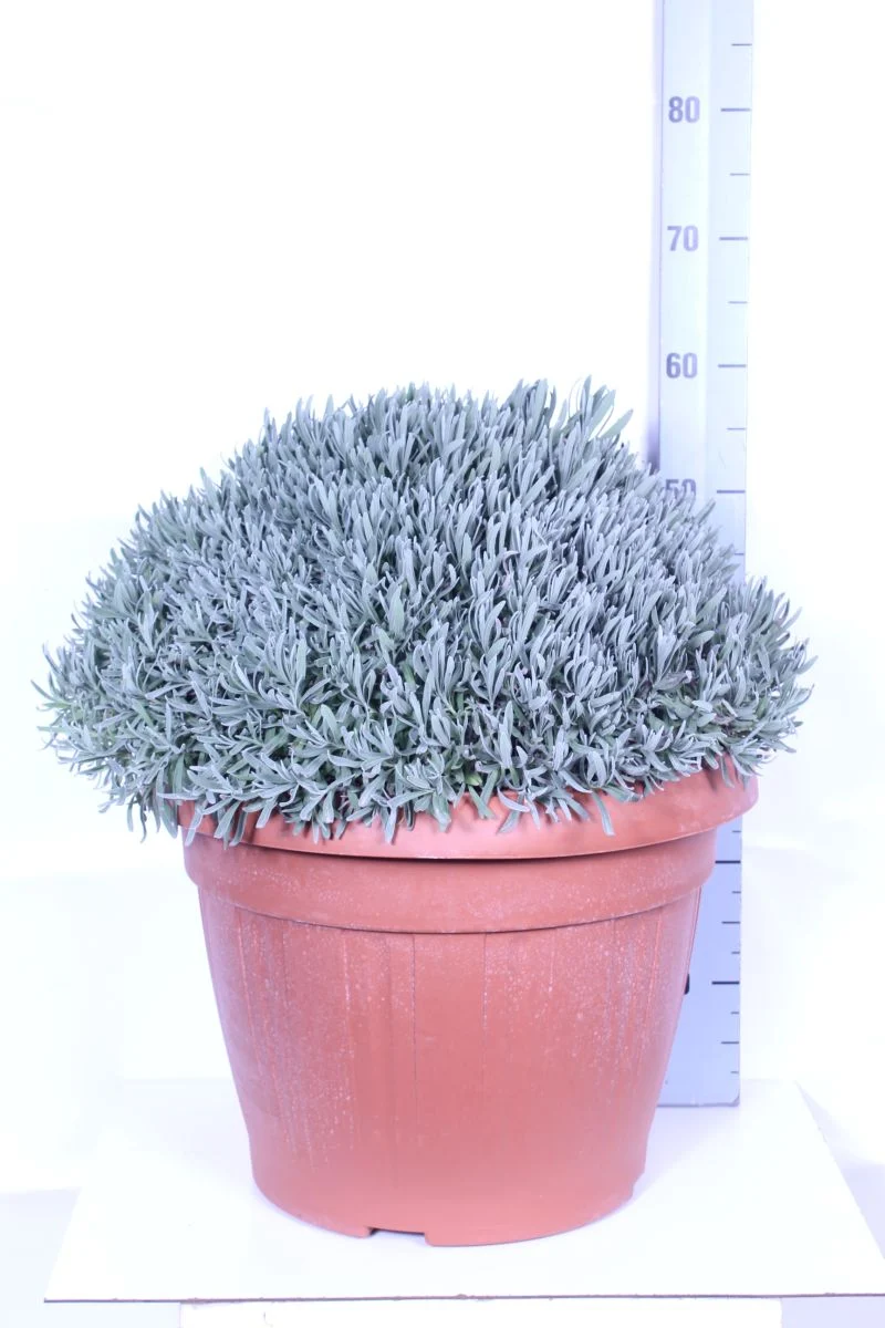Lavandula officinalis - 45 cm kruka (buske)