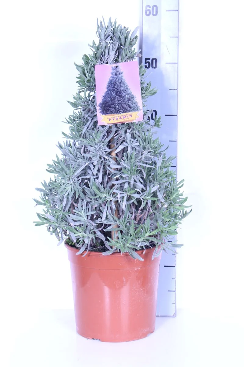 Lavandula officinalis C2,5 (2,5 liters kruka) konformad