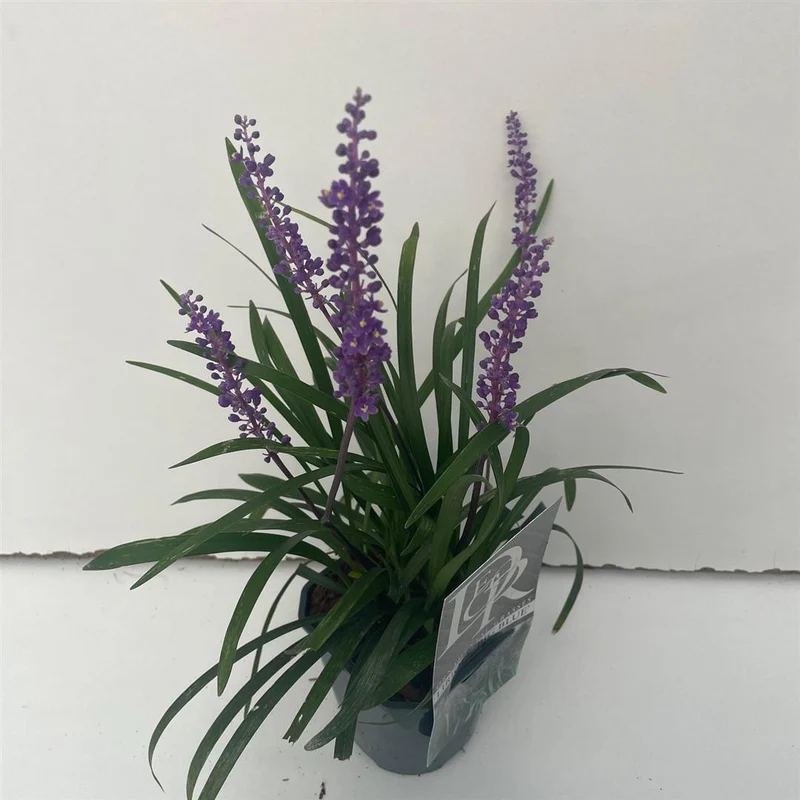 Liriope muscari 'Big Blue' C1 (1 liters kruka)