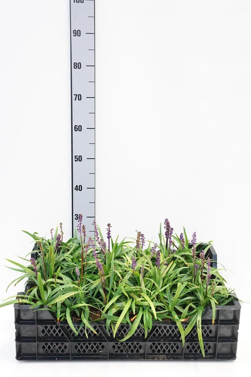 Liriope musc. 'Moneymaker' - 9 cm kruka
