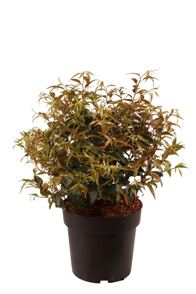 Leucothoe f. 'Rainbow' C10 (10 liters kruka) 30-40 cm