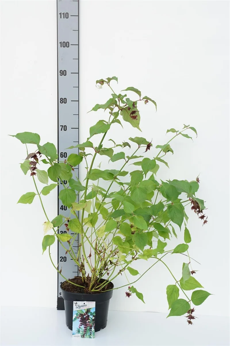 Leycesteria formosa 'Purple Rain' C3 (3 liters kruka) 30-40 cm