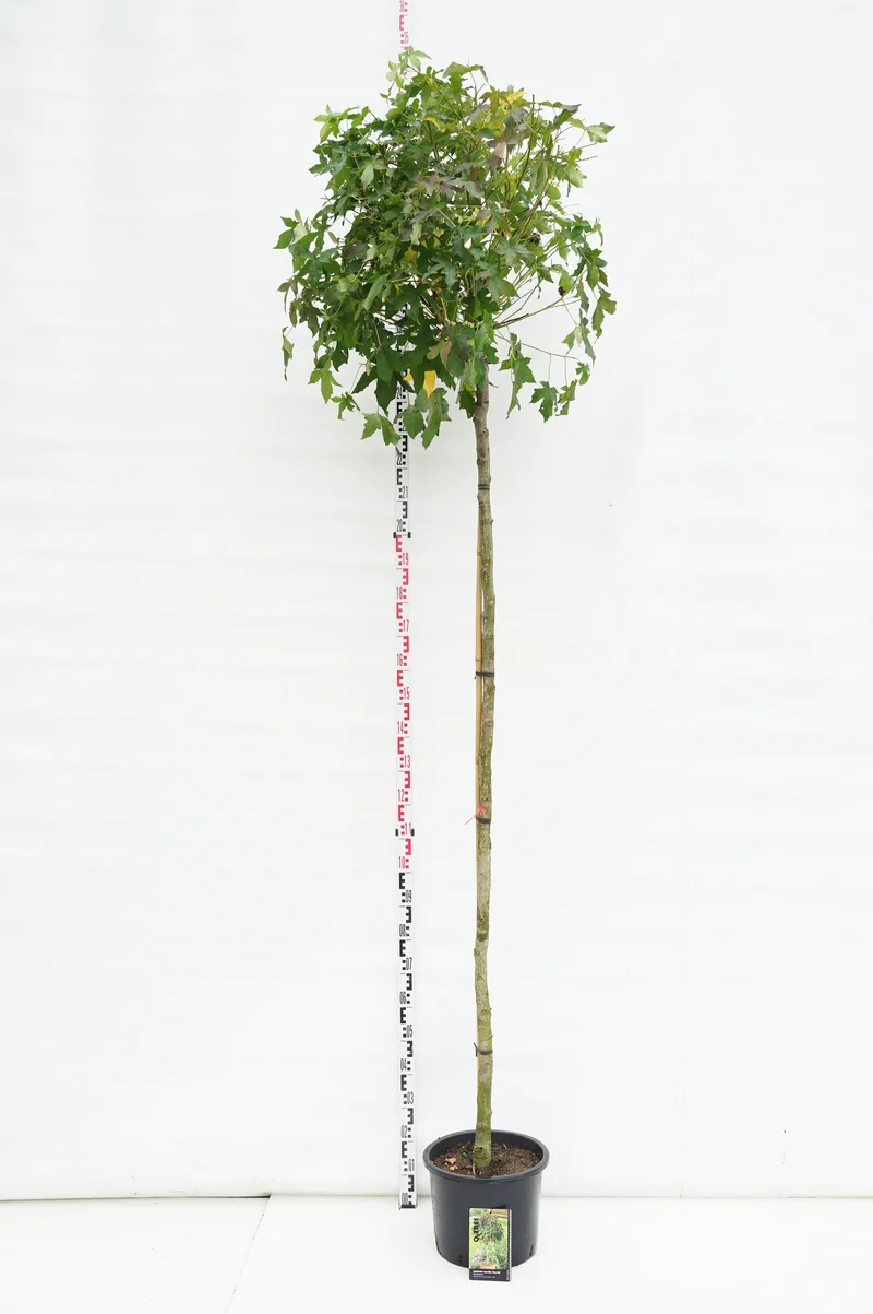 Liquidambar st. 'Gum Ball' Stam 220 cm, omfång 10-12 cm - C35 (35 liters kruka)