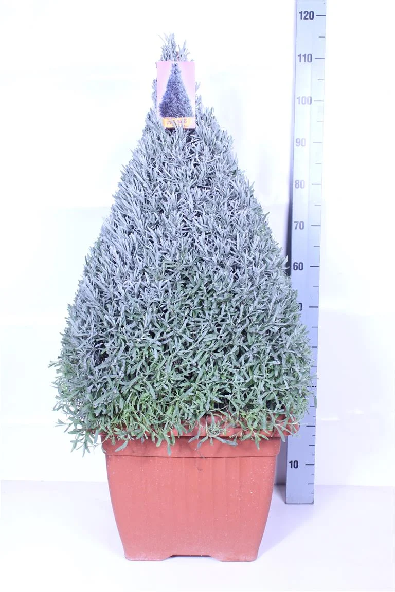 Lavandula officinalis - Äkta lavendel, pyramidform (45 cm kruka)
