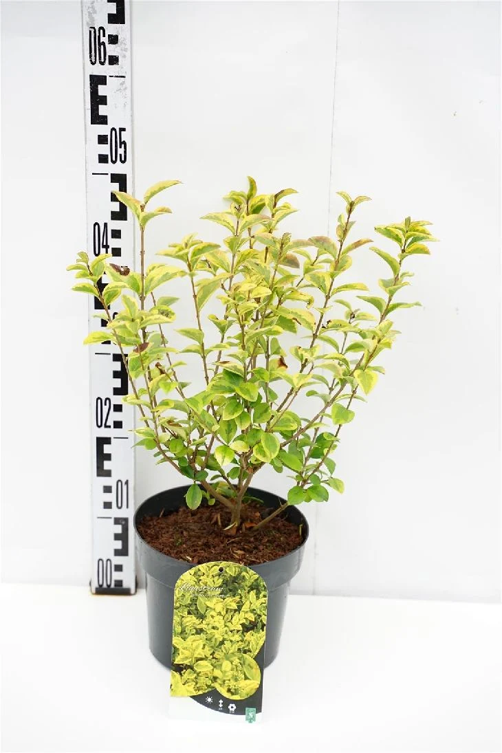 Ligustrum oval. 'Aureum' 100-125 cm rotklump
