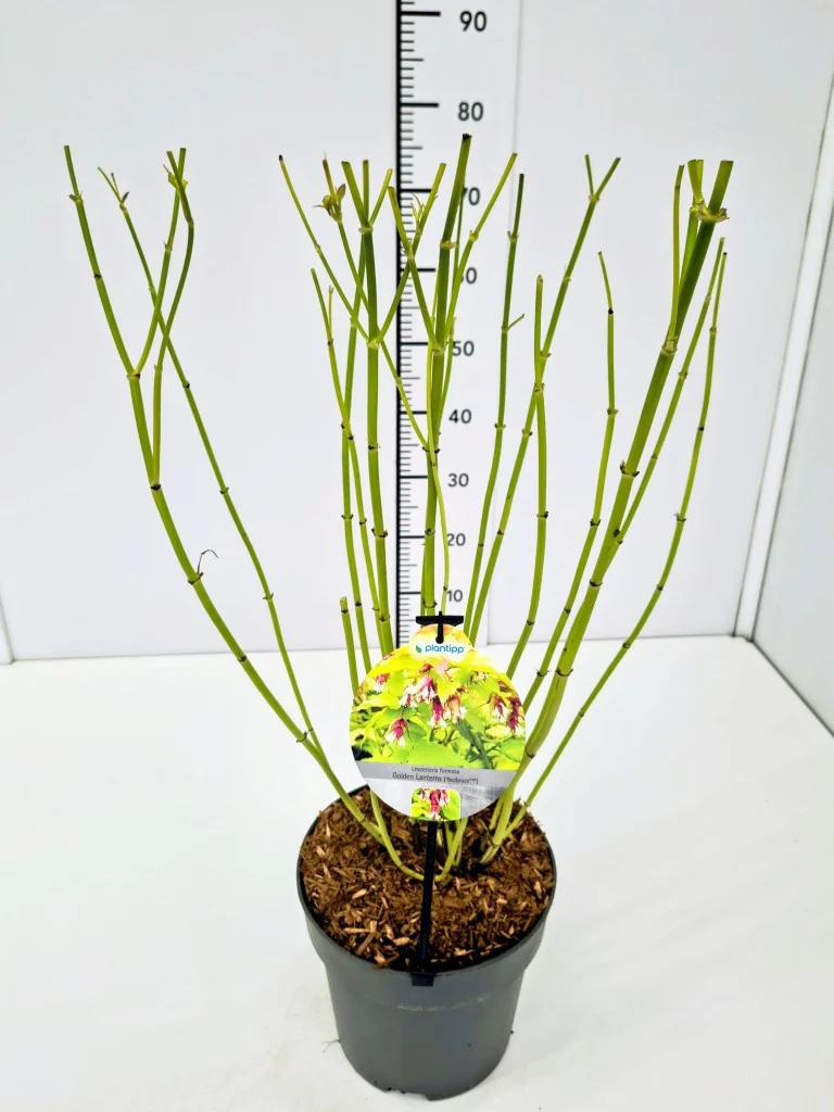 Leycesteria formosa 'Golden Lanterns' C3 (3 liters kruka) / 19 cm kruka 40-50 cm