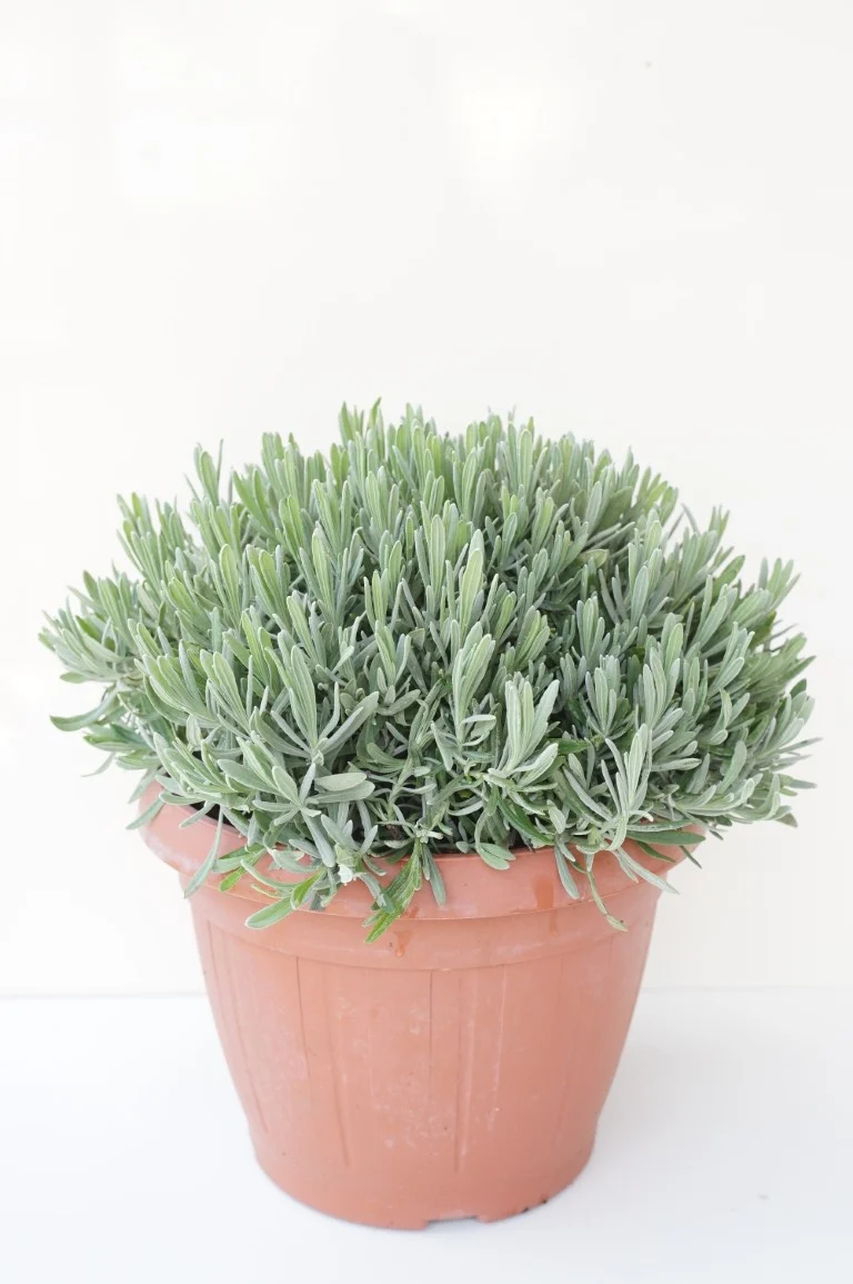 Lavandula officinalis C6 (6 liters kruka)