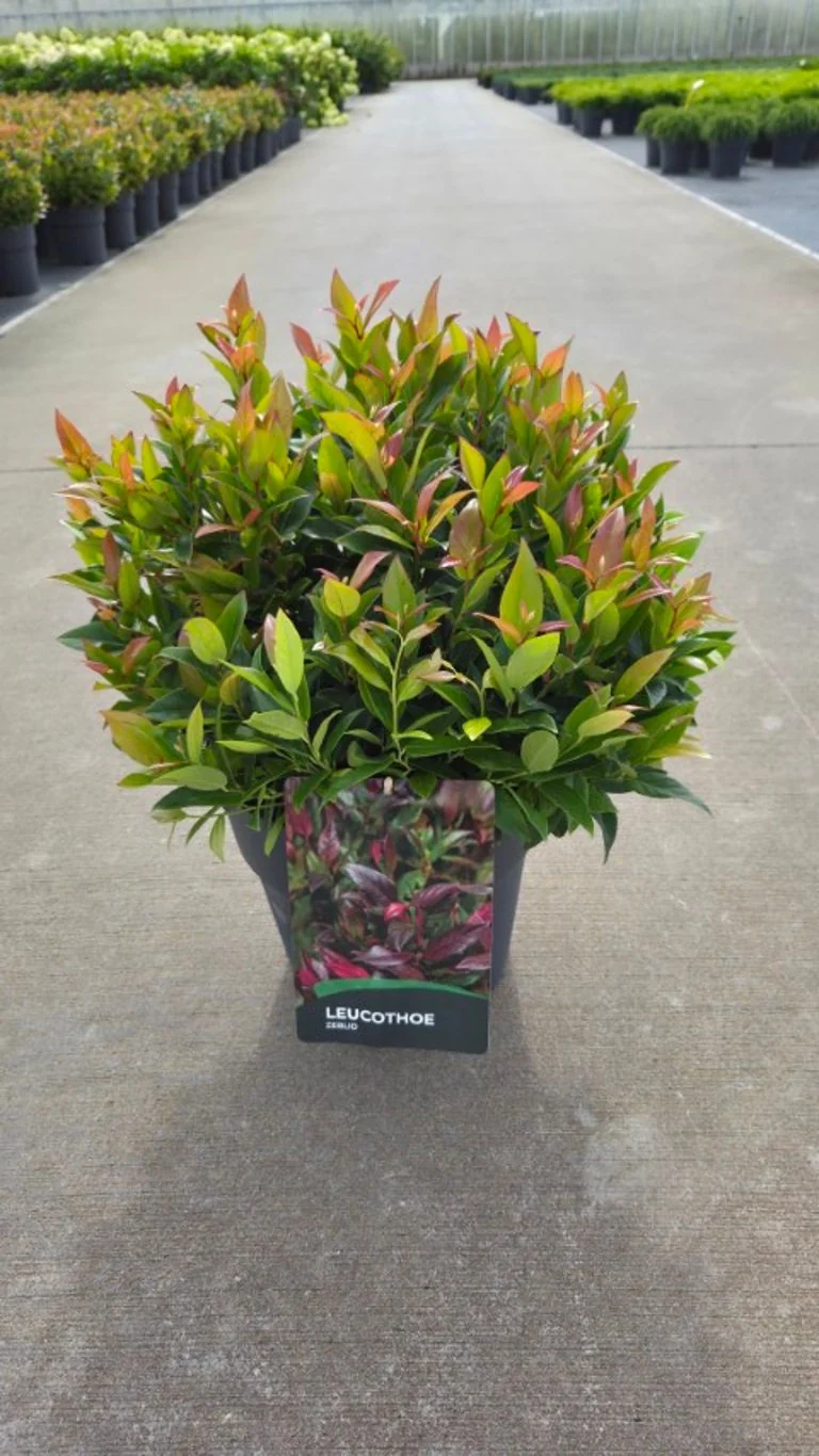 Leucothoe 'Zeblid' C10 (10 liters kruka) 30-40 cm