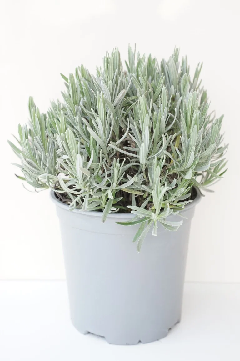 Lavandula officinalis (Äkta lavendel) C2,5 (2,5 liters kruka / 18 cm kruka)