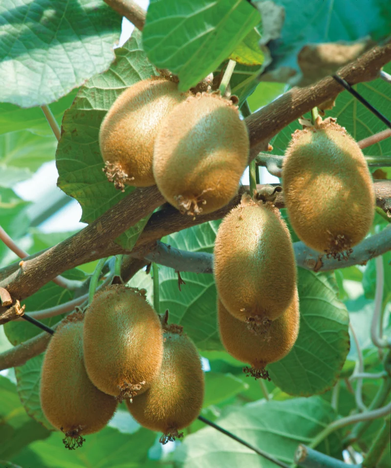 Kiwi 'Jenny' 1-pack i kruka