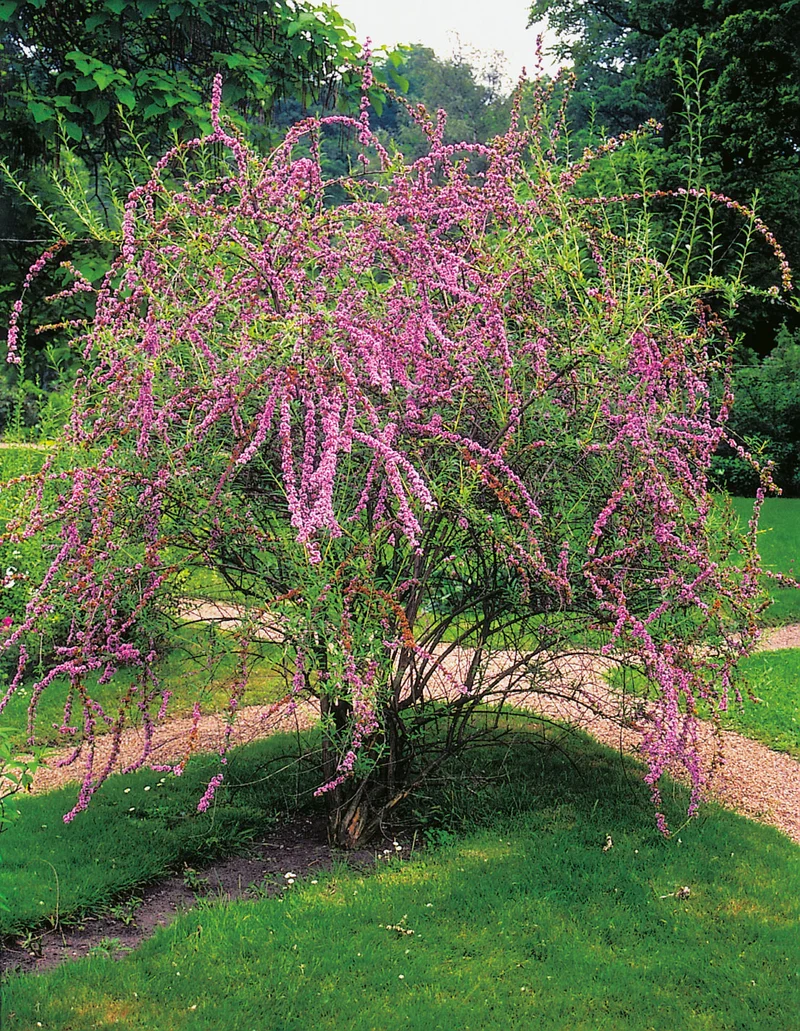 Sommarbuddleja co 3-pack
