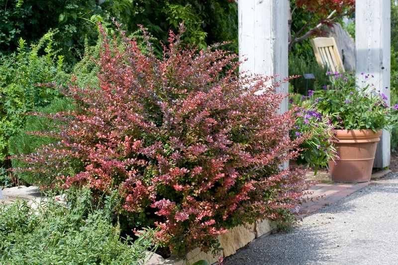 Röd Häckberberis 'Atropurpurea' 1-pack i kruka