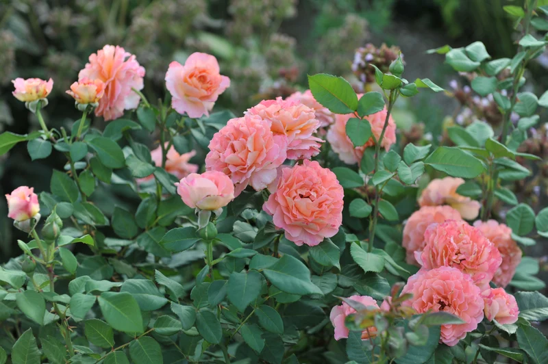 Tehybridros 'Augusta Luise' 1-pack barrotad