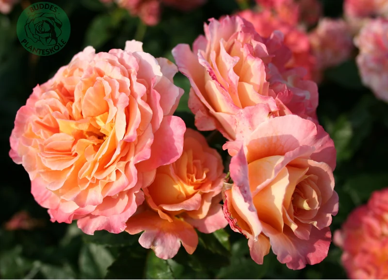 Tehybridros 'Augusta Luise' 10-pack barrotad