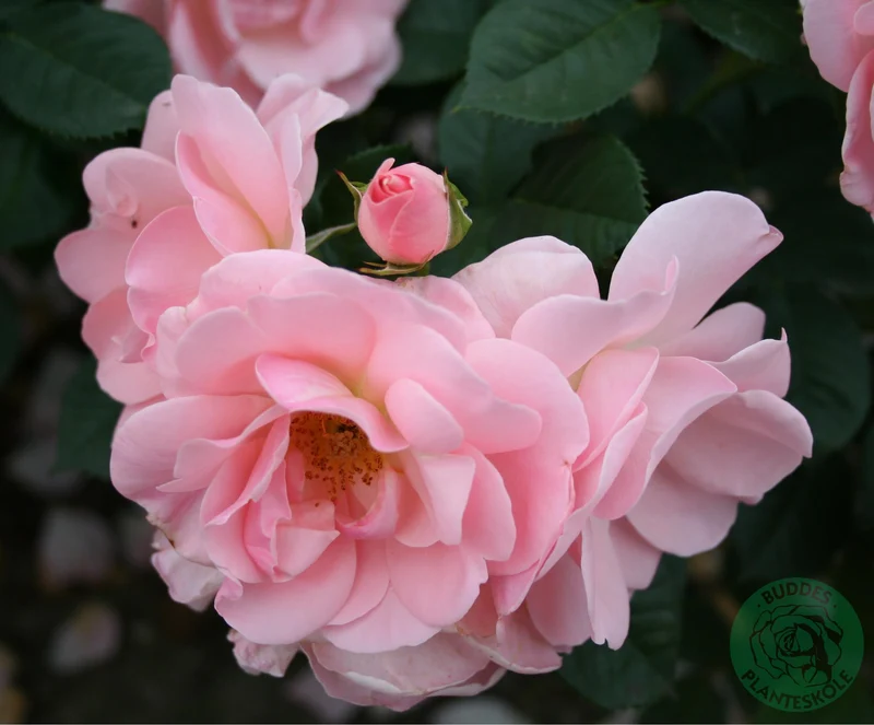 Floribundaros 'Astrid Lindgren' 10-pack barrot