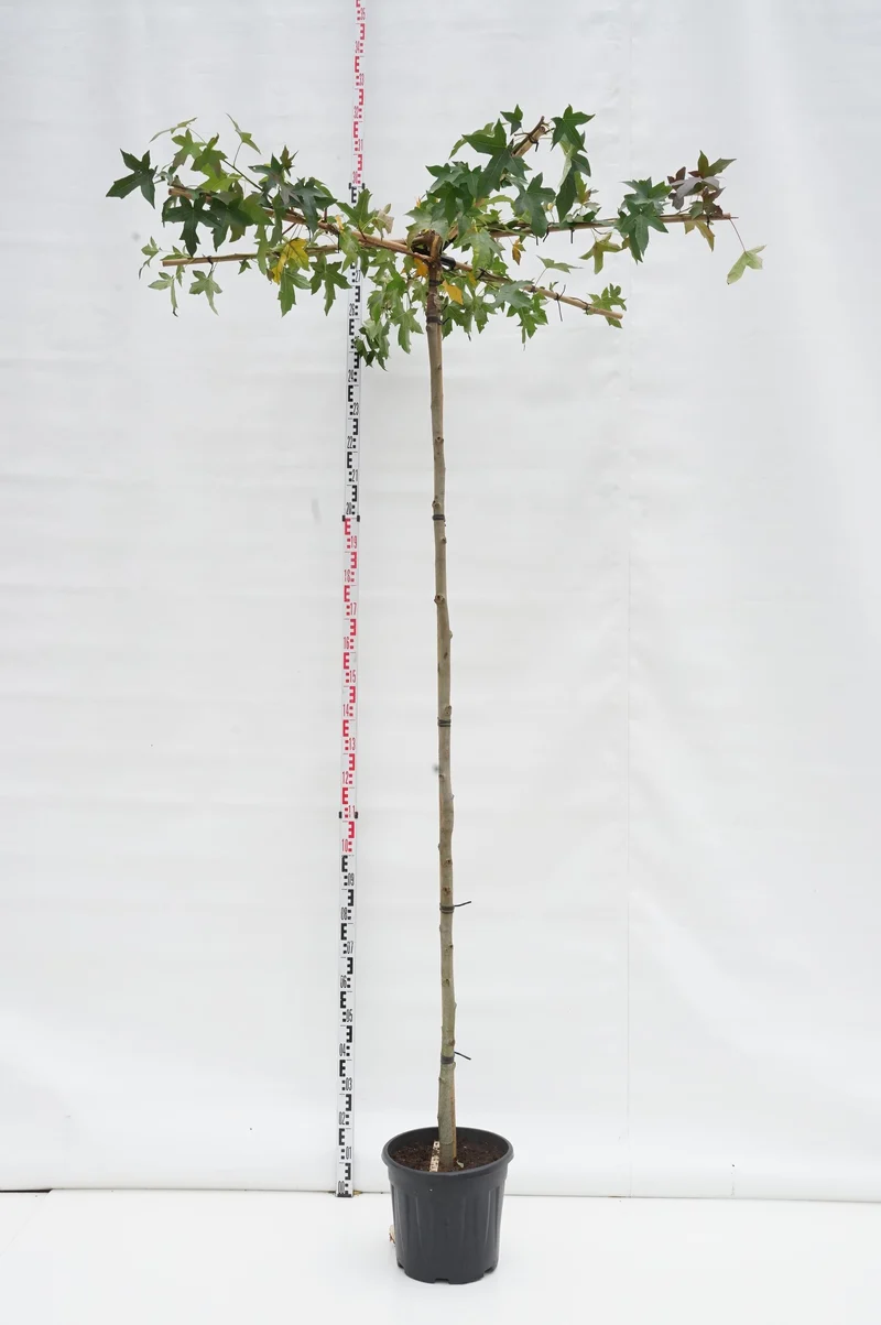 Liquidambar styraciflua (Takformad) 240 cm ST 18-20 C90 (90 liters kruka)