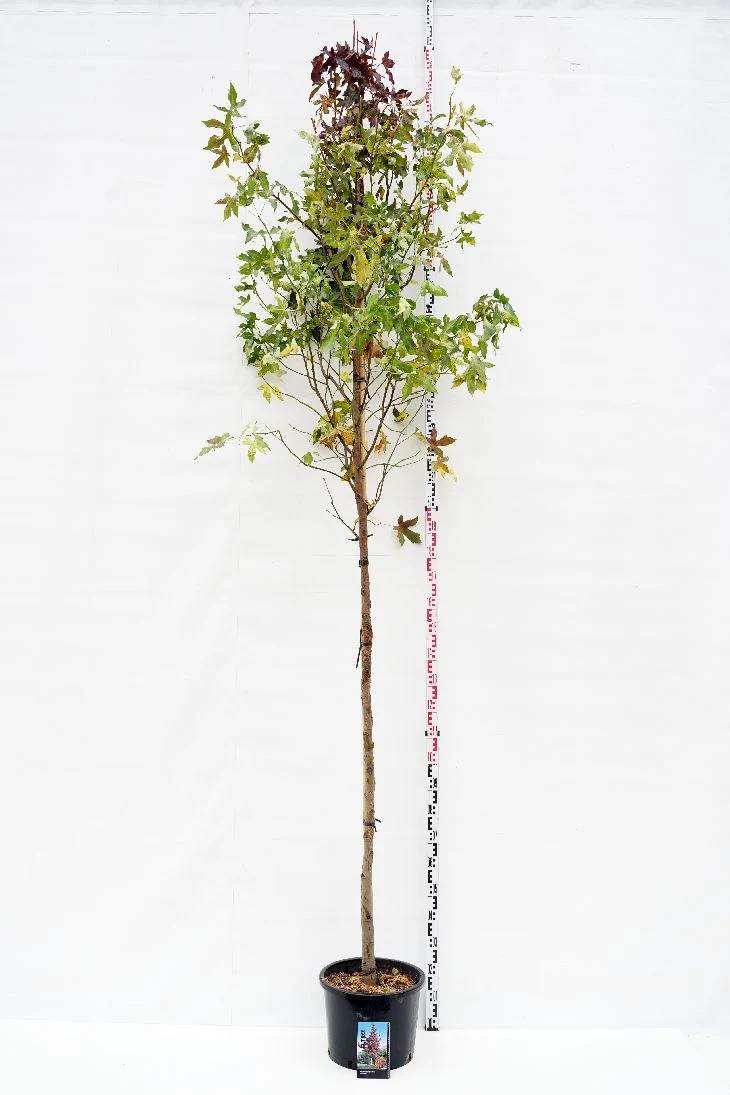 Liquidambar styraciflua 12-14 cm högstam, barrot