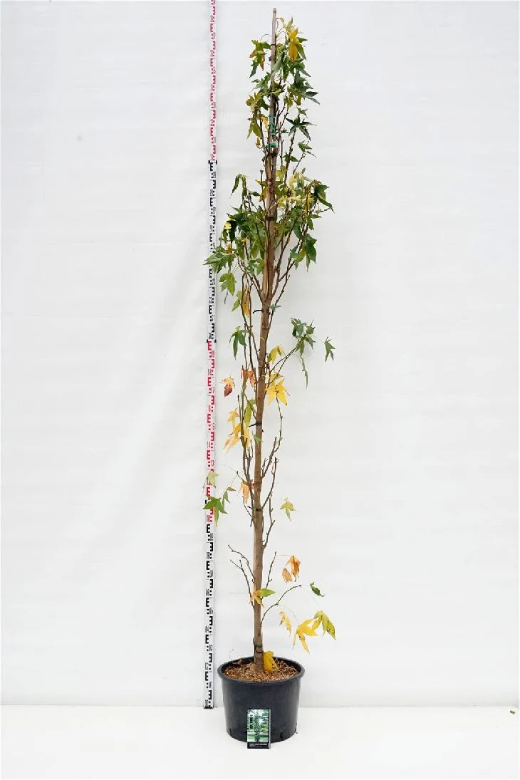 Liquidambar styraciflua 'Slender Silhouette' 8-10 cm (rotklump)
