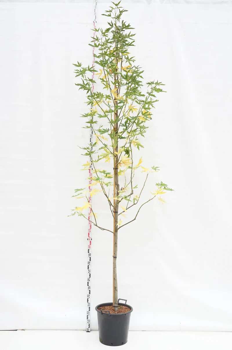 Liquidambar st. 'Stared' stam 8-10 cm C35 (35 liters kruka)