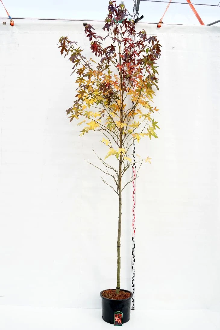 Liquidambar st. 'Worplesdon' 25-30 cm med trådkorg