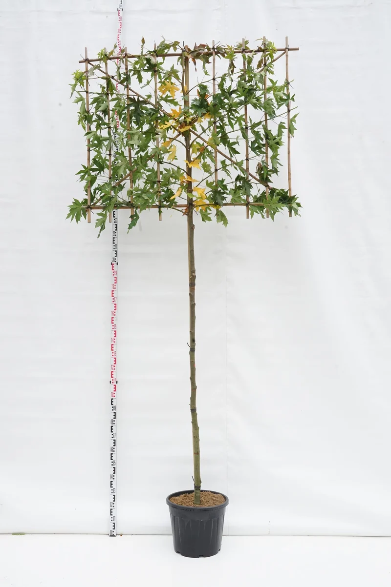 Liquidambar st. 'Worplesdon' (spaljé) 200 cm stam 12-14 cm C50 (50 liters kruka)