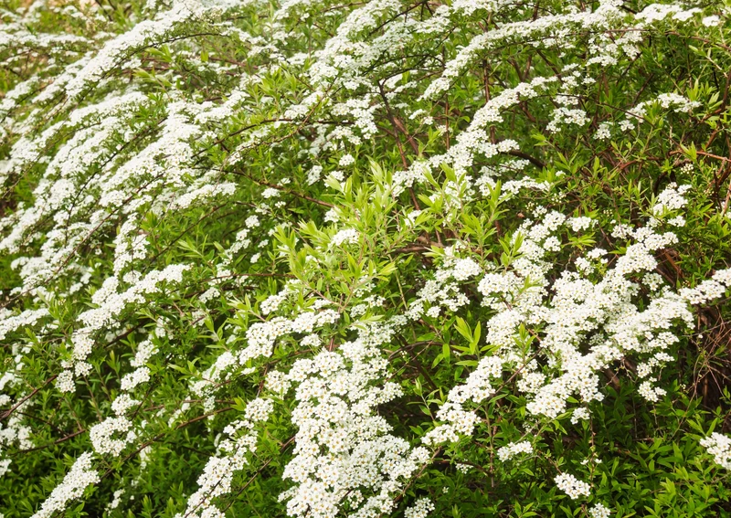 Norskspirea 'Grefsheim E' 10-pack i kruka