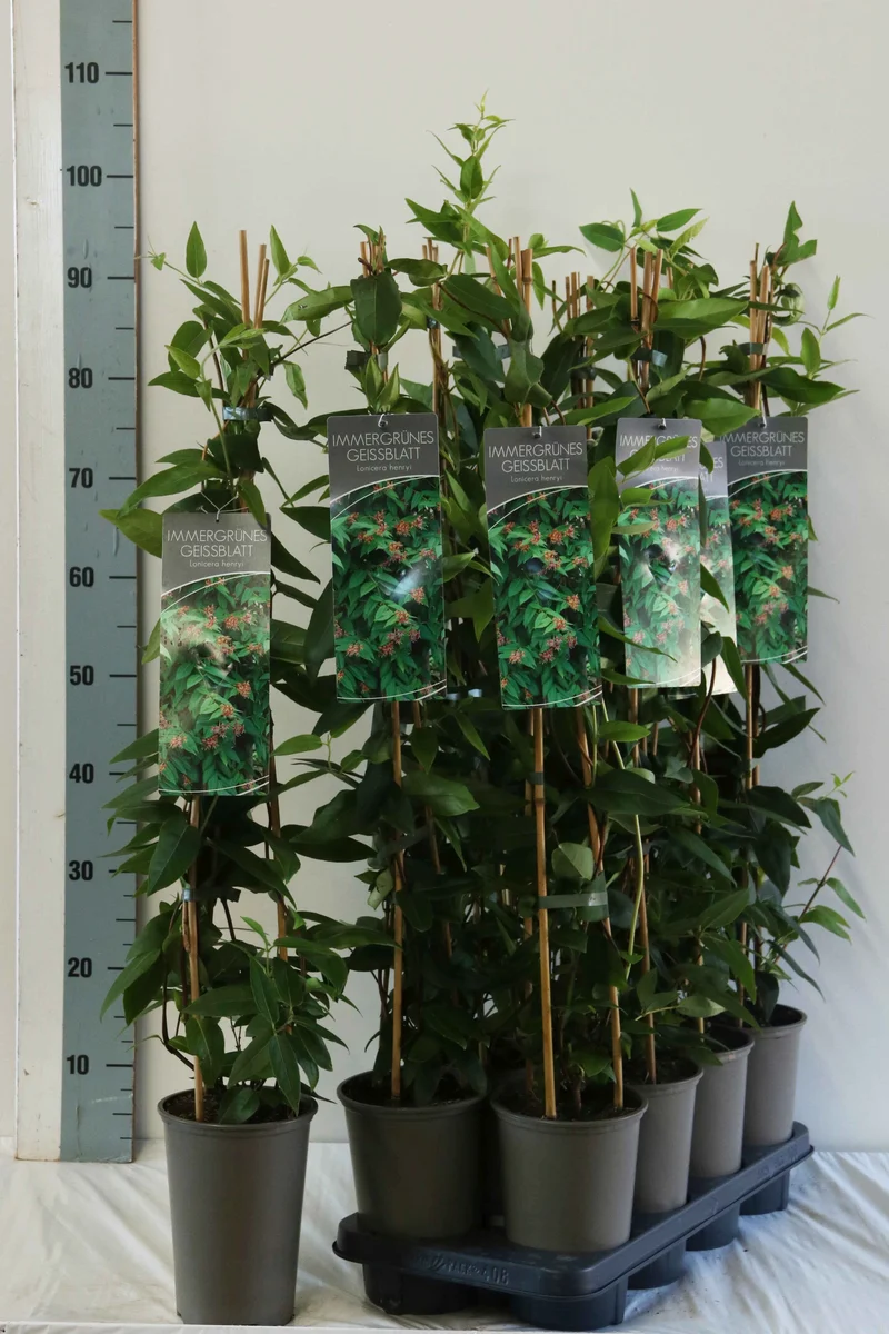 Lonicera henryi C7,5 (7,5 liters kruka) 150-175 cm