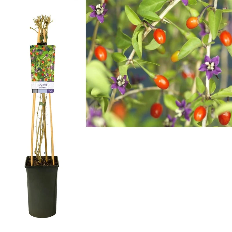 Lycium b. 'Instant Succes' C2,5 (2,5 liters kruka) 70 cm