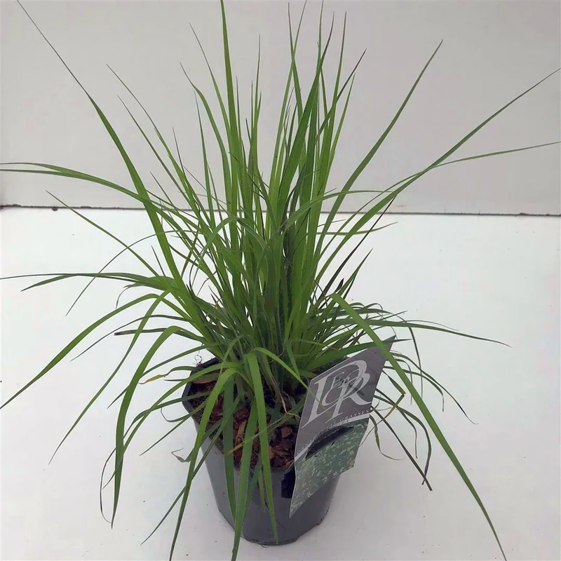 Luzula nivea (Snöfryle) - 9 cm kruka