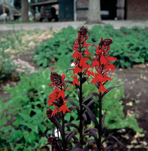 Lobelia 'Queen Victoria' 9 cm kruka