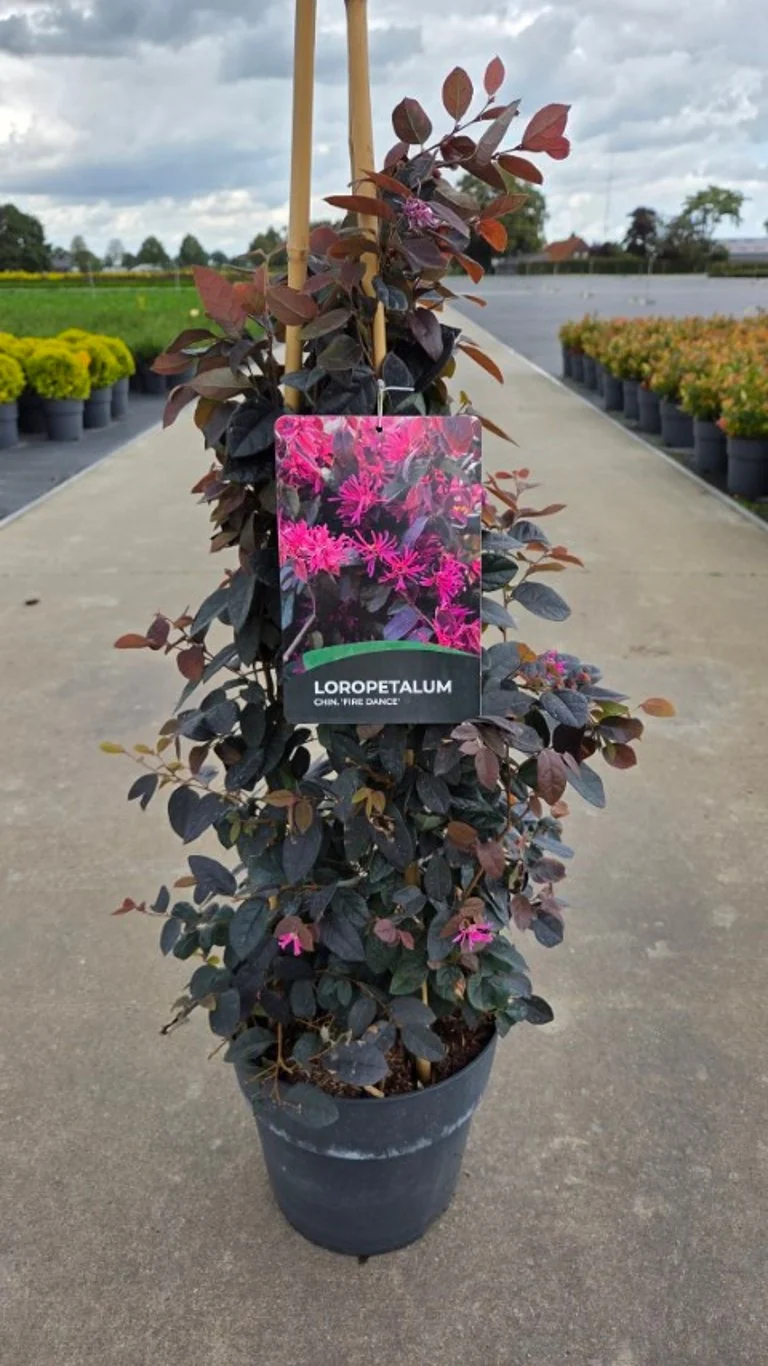 Loropetalum chinense 'Fire Dance' C2 (2 liters kruka) 20-25 cm