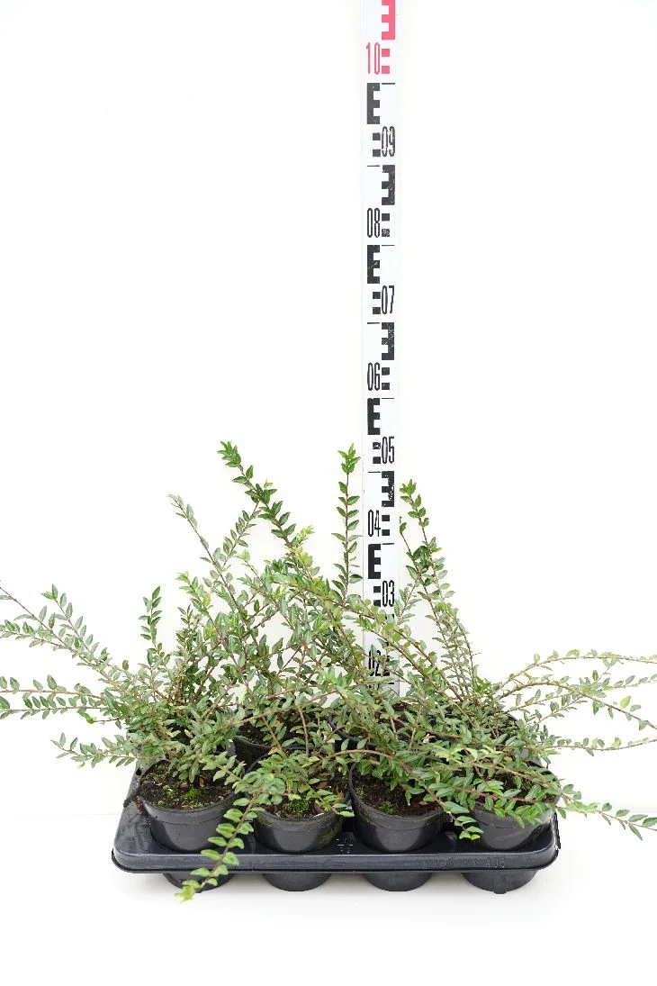 Lonicera pil. 'Moss Green' C1 (1 liters kruka)