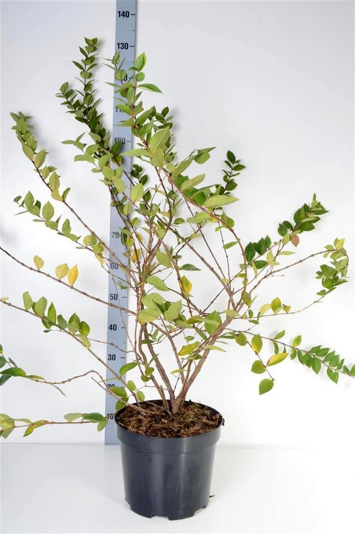 Lonicera purp. 'Winter Beauty' C10 (10 liters kruka) 100-125 cm
