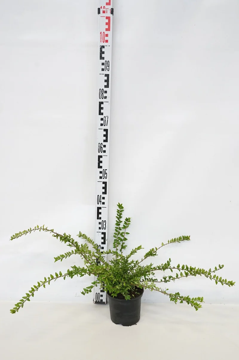 Lonicera nit. 'Maigrun' C1,5 (1,5 liters kruka)