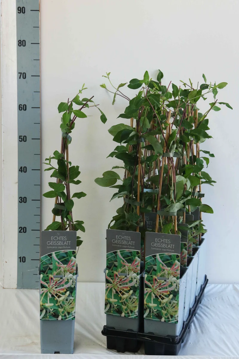 Lonicera caprifolium C7,5 (7,5 liters kruka) 175-200 cm