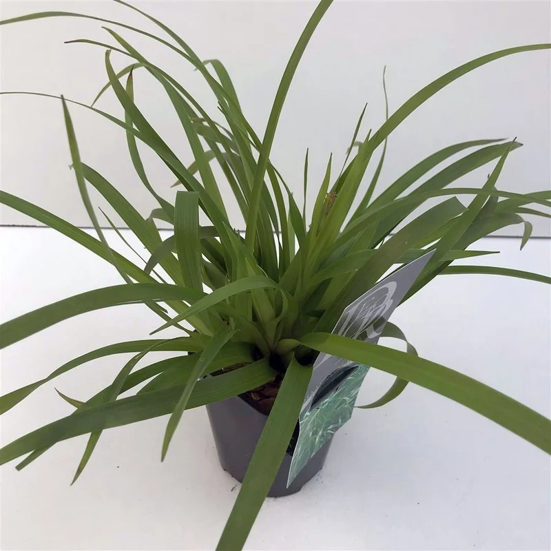 Luzula sylvatica 20-25 cm, 9 cm kruka