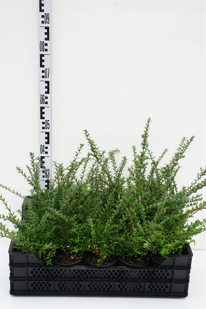 Lonicera nitida 'Elegant' C1 (13 cm kruka)