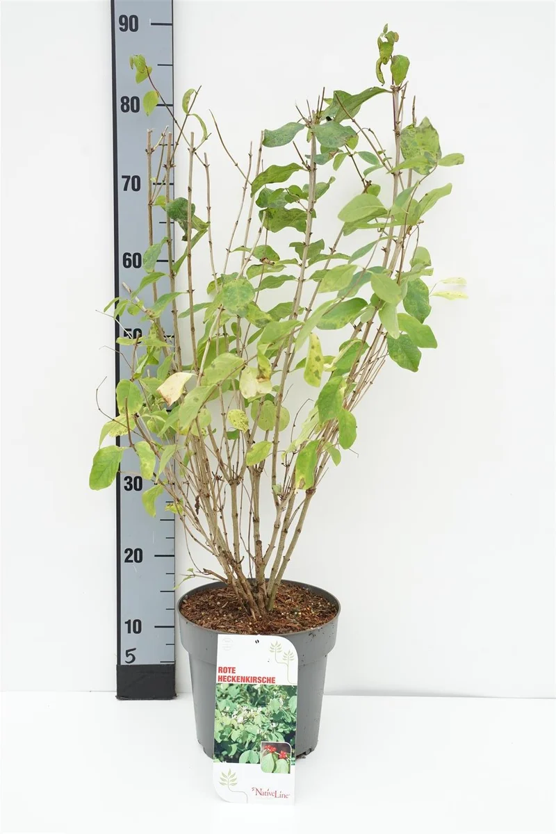 Lonicera xylosteum C7,5 (7,5 liters kruka) 100-125 cm