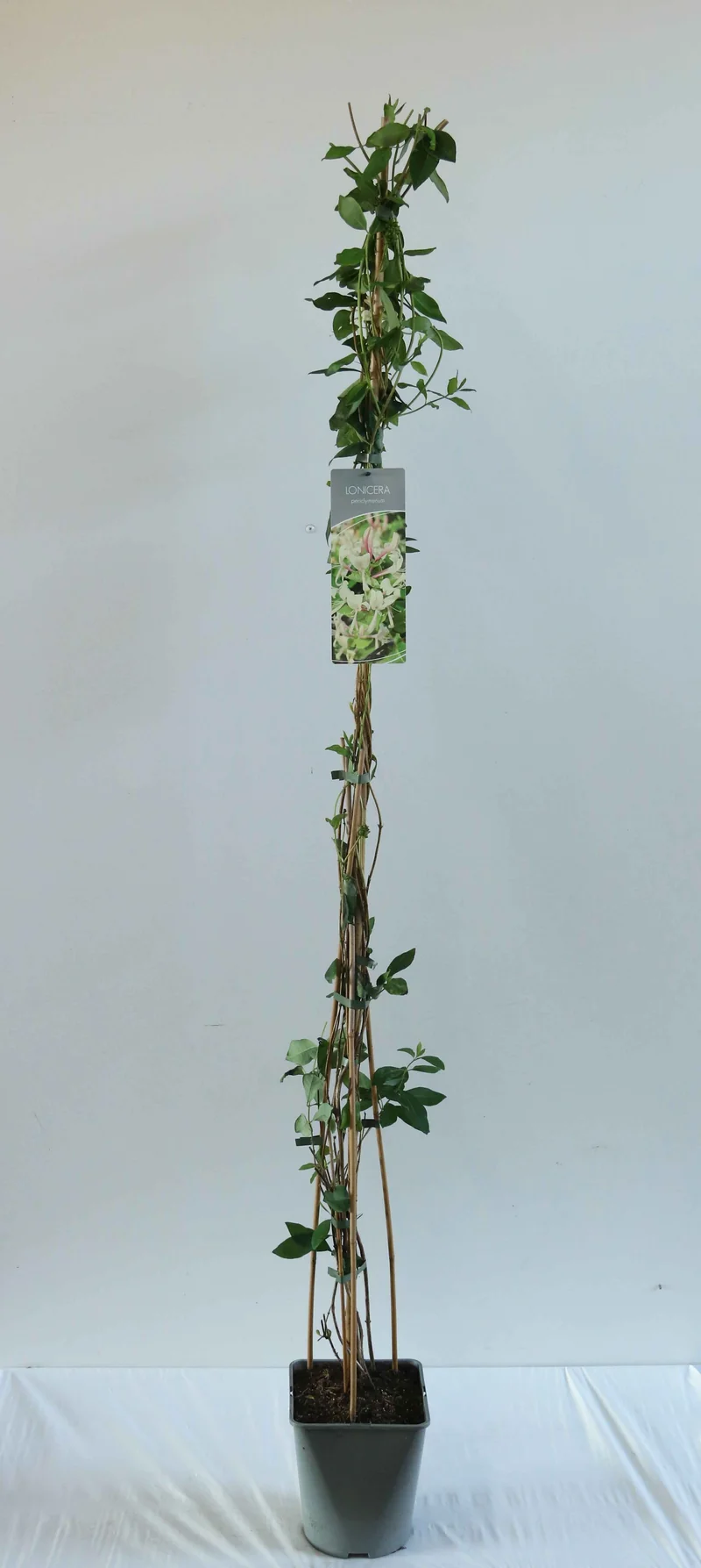 Lonicera periclymenum 100-125 cm, C5 (5 liters kruka)