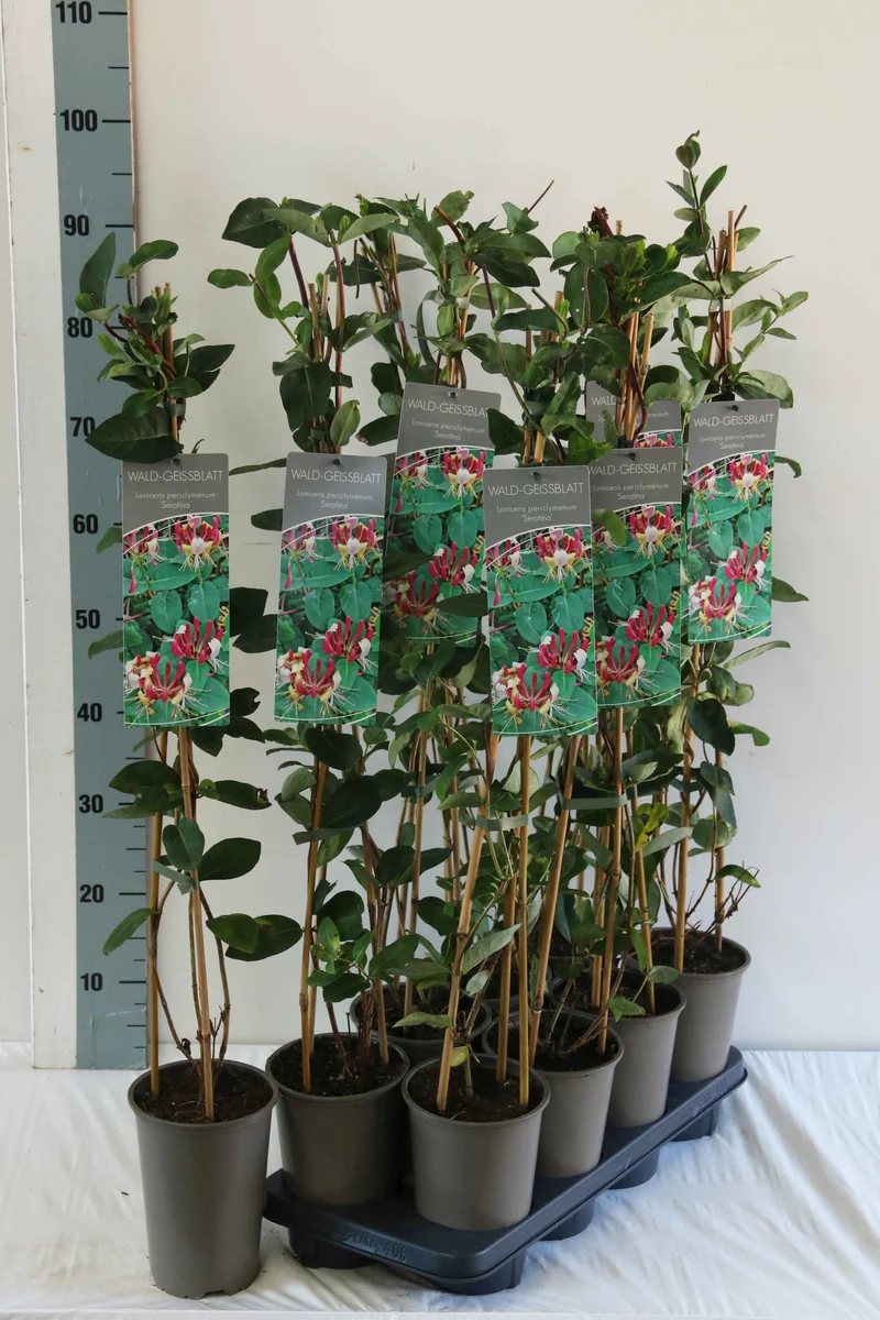 Lonicera per. 'Serotina' 17 cm kruka 60-100 cm