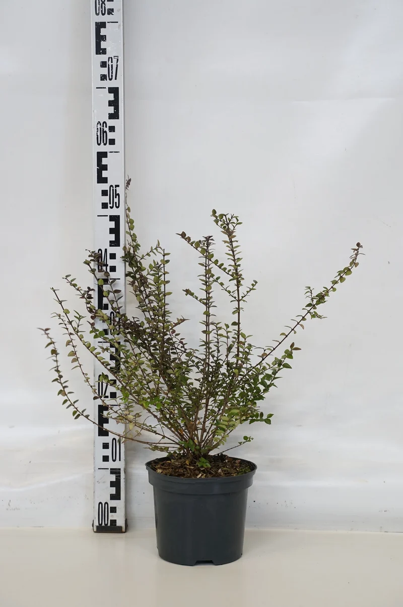 Lonicera Garden Clouds® Purple Storm C2 (2 liters kruka) 25-30 cm