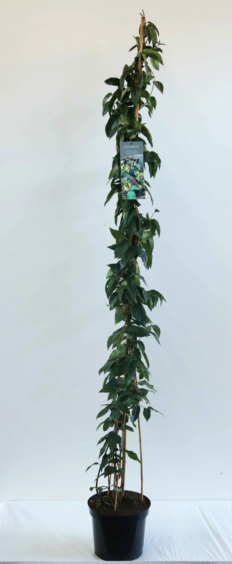 Lonicera henryi 'Copper Beauty' C7,5 (7,5 liters kruka) 150-200 cm