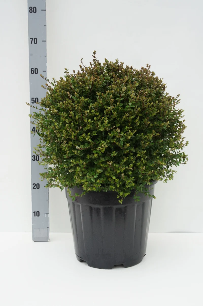 Lonicera Garden Clouds® Copper Glow 30-35 cm Klot C15 (15 liters kruka)