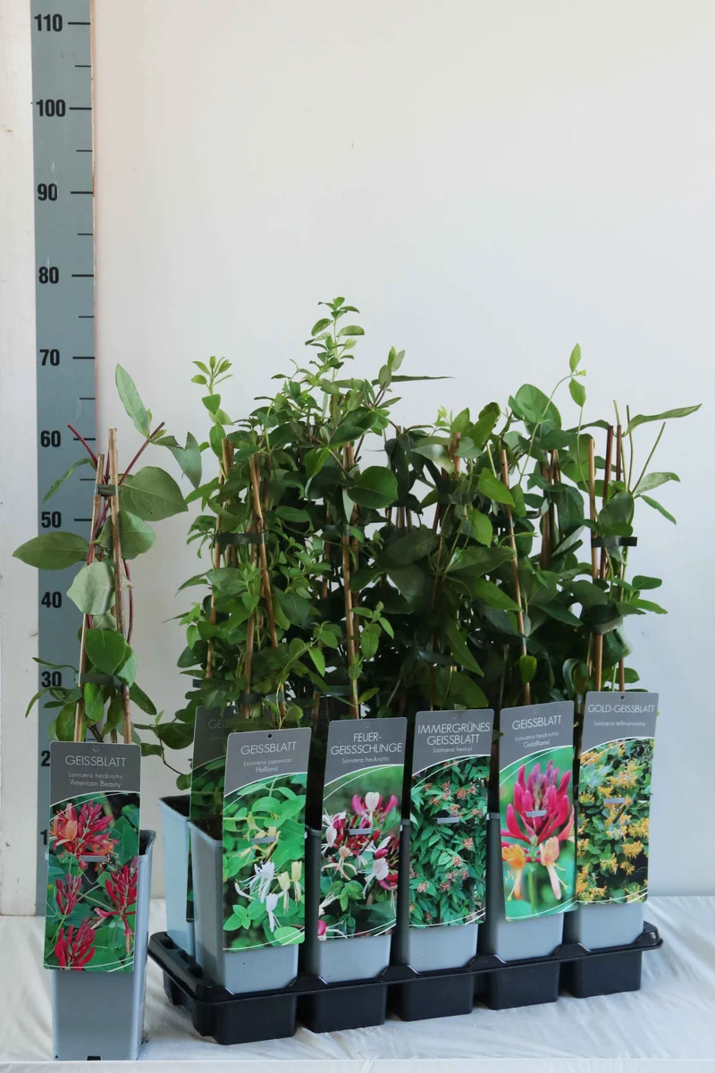 Lonicera i sorter C7,5 (7,5 liters kruka) 150-200 cm