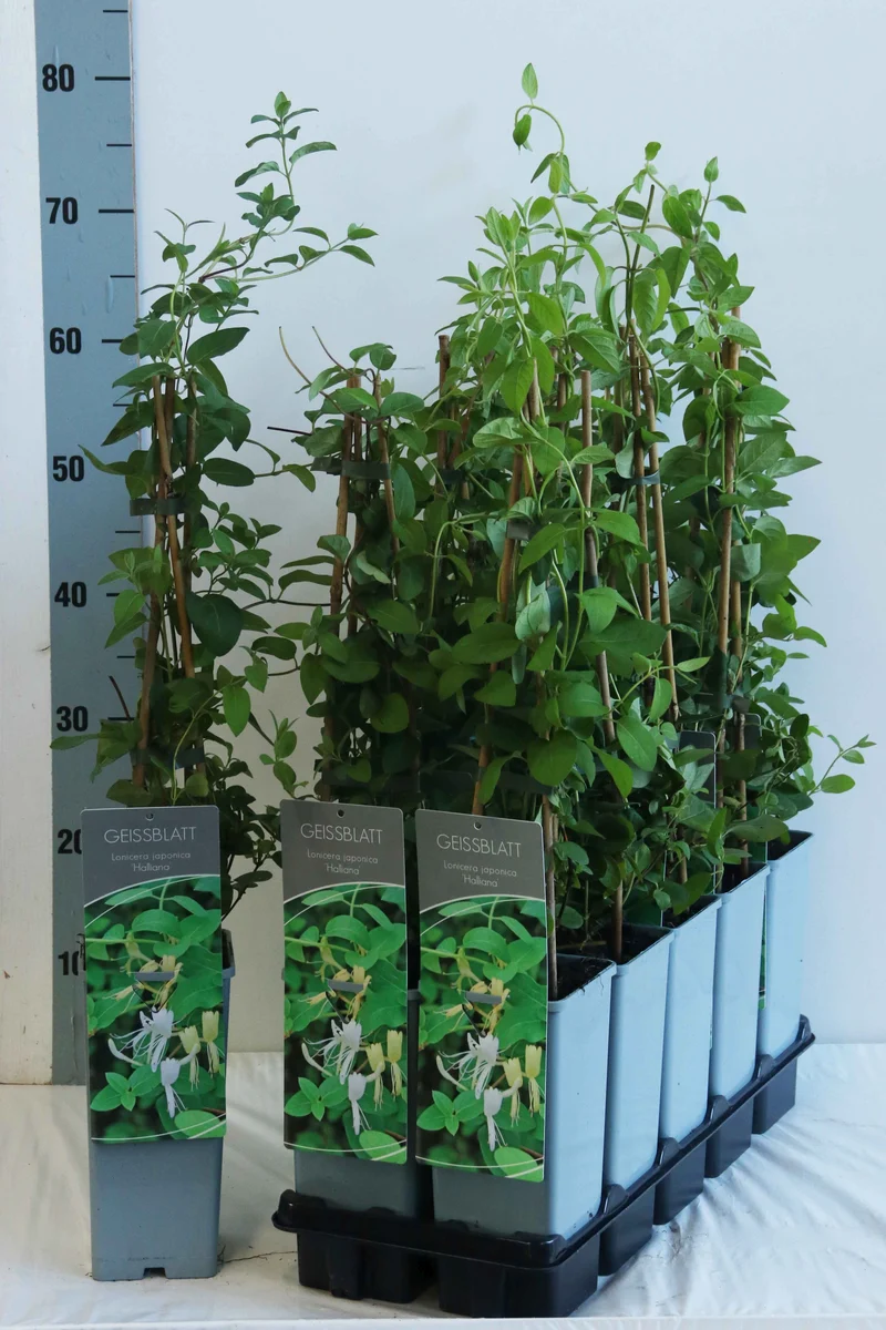 Lonicera japonica 'Halliana' C7,5 (7,5 liters kruka) 175-200 cm