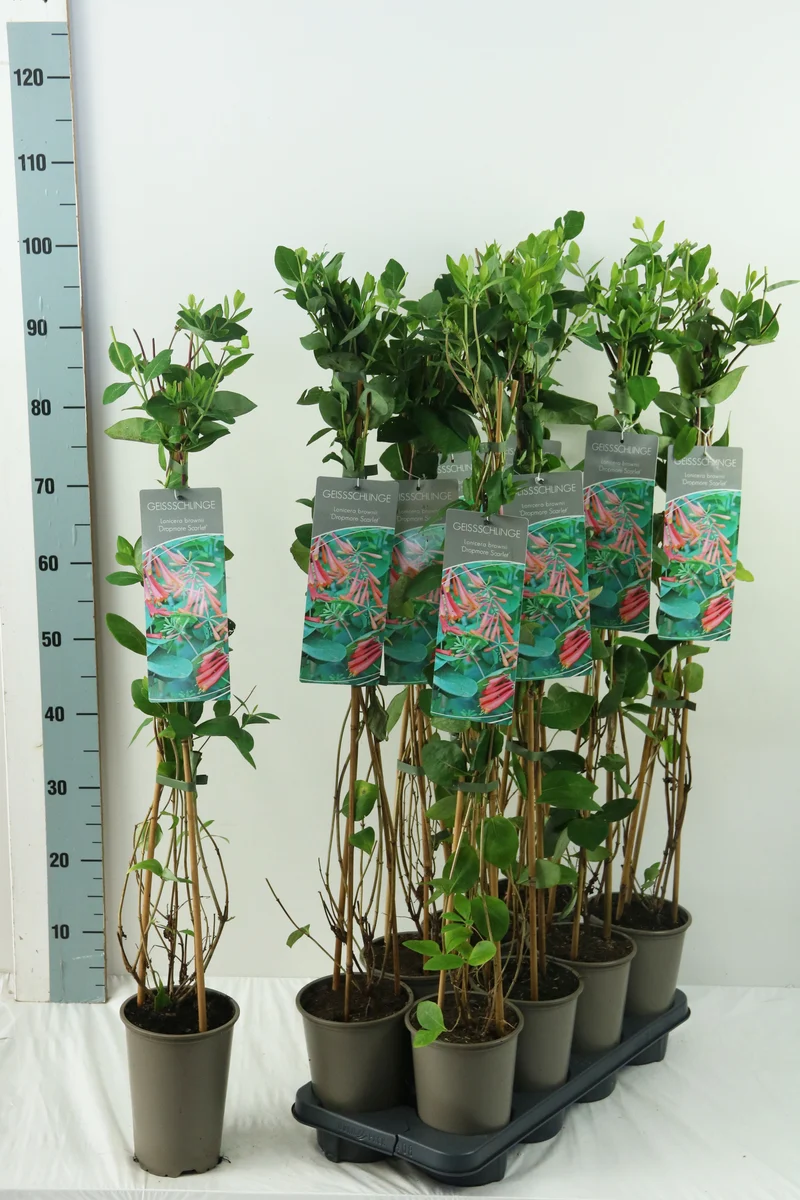 Lonicera brow. 'Dropmore Scarlet' 60-100 cm, 17 cm kruka