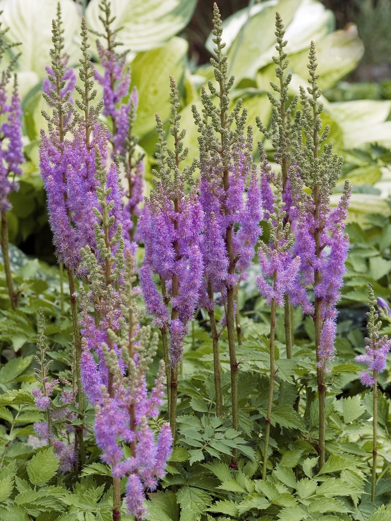 Dvärgastilbe 'Pumila', 6-pack