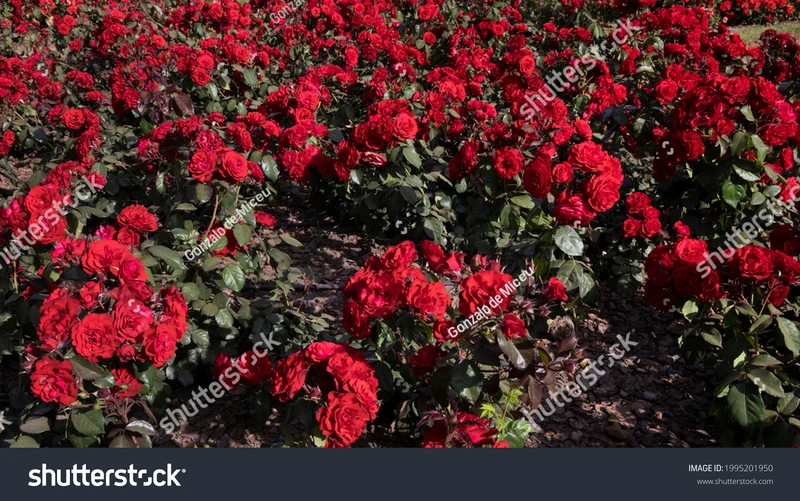 Floribundaros 'Europeana' 5-pack barrotad