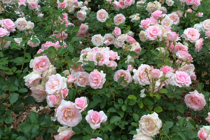 Floribundaros 'Dronning Margrethe' 10-pack Barrotad